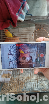 Oppo A37fw